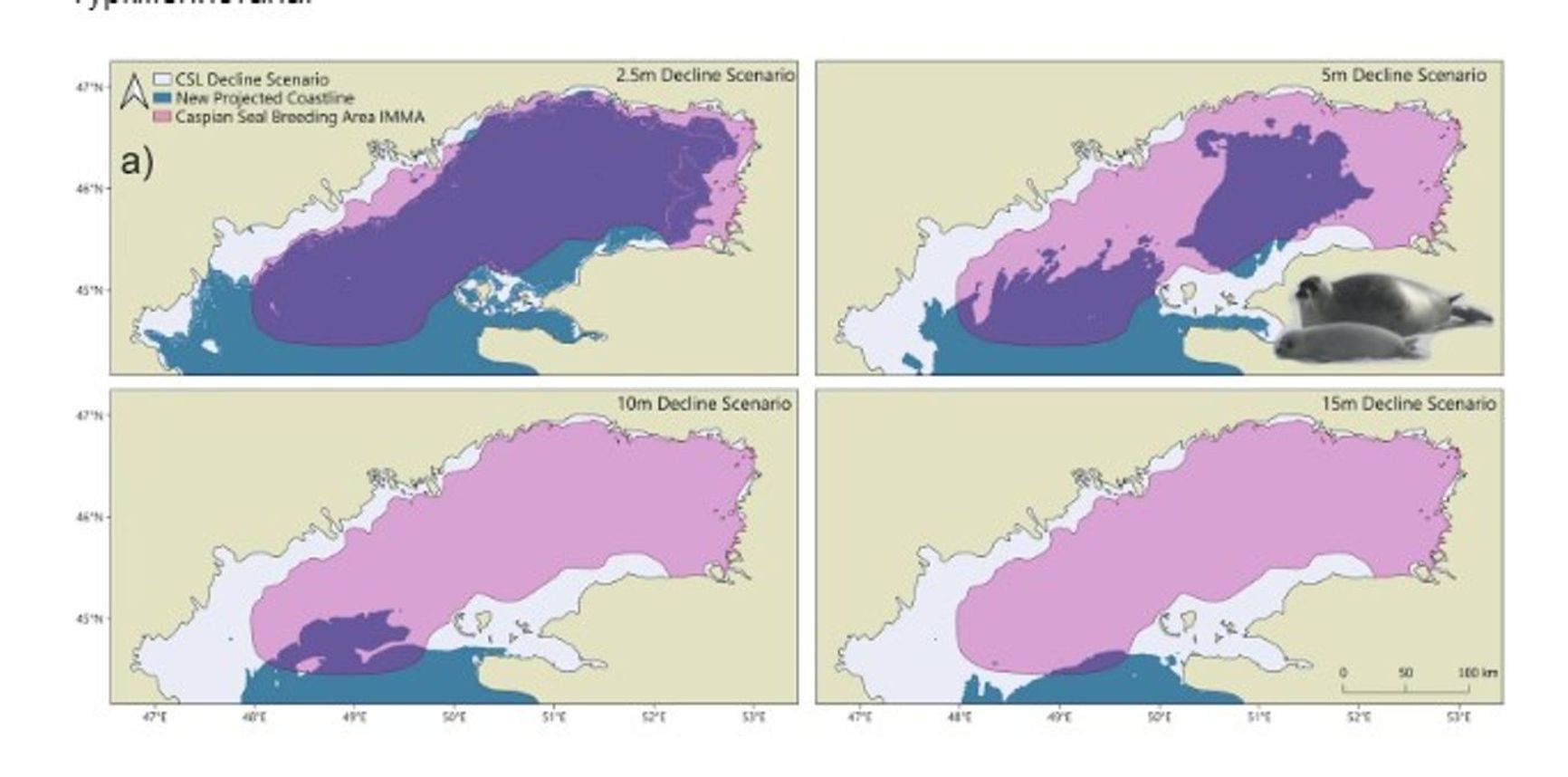 Four scenarios show the shrinking area of the Caspian Sea in the event of a sea level drop of 2.5 meters, 5 meters, 10 meters, and 15 meters. The forecast shows that with a drop of 10–15 meters, the Caspian seal would lose its breeding grounds (marked in purple)  “Rapid decline of the Caspian Sea level threatens ecosystem integrity, biodiversity protection, and human infrastructure,”Nature, April 10, 2025